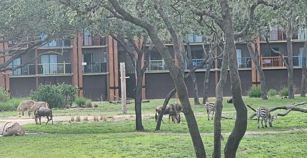 Savana view from Animal Kingdom Lodge room